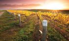 New Zealand Stock Photos | Sunburst over a vineyard nearing harvest, Central Otago, New Zealand