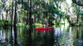 Ritz Carlton Orlando Eco Tour Kayak