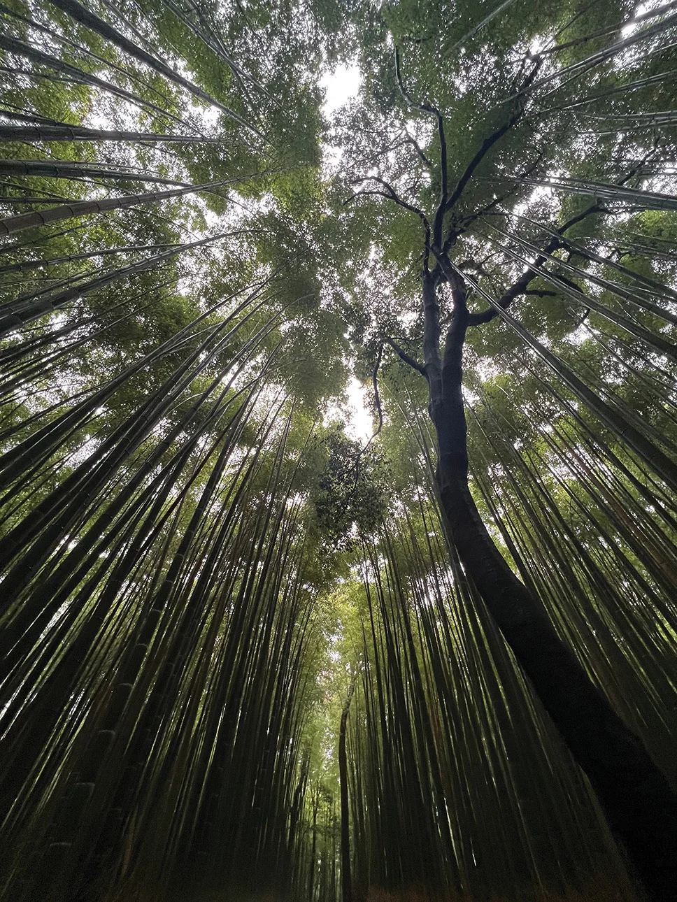 The enchanting Arashiyama Bamboo Grove
