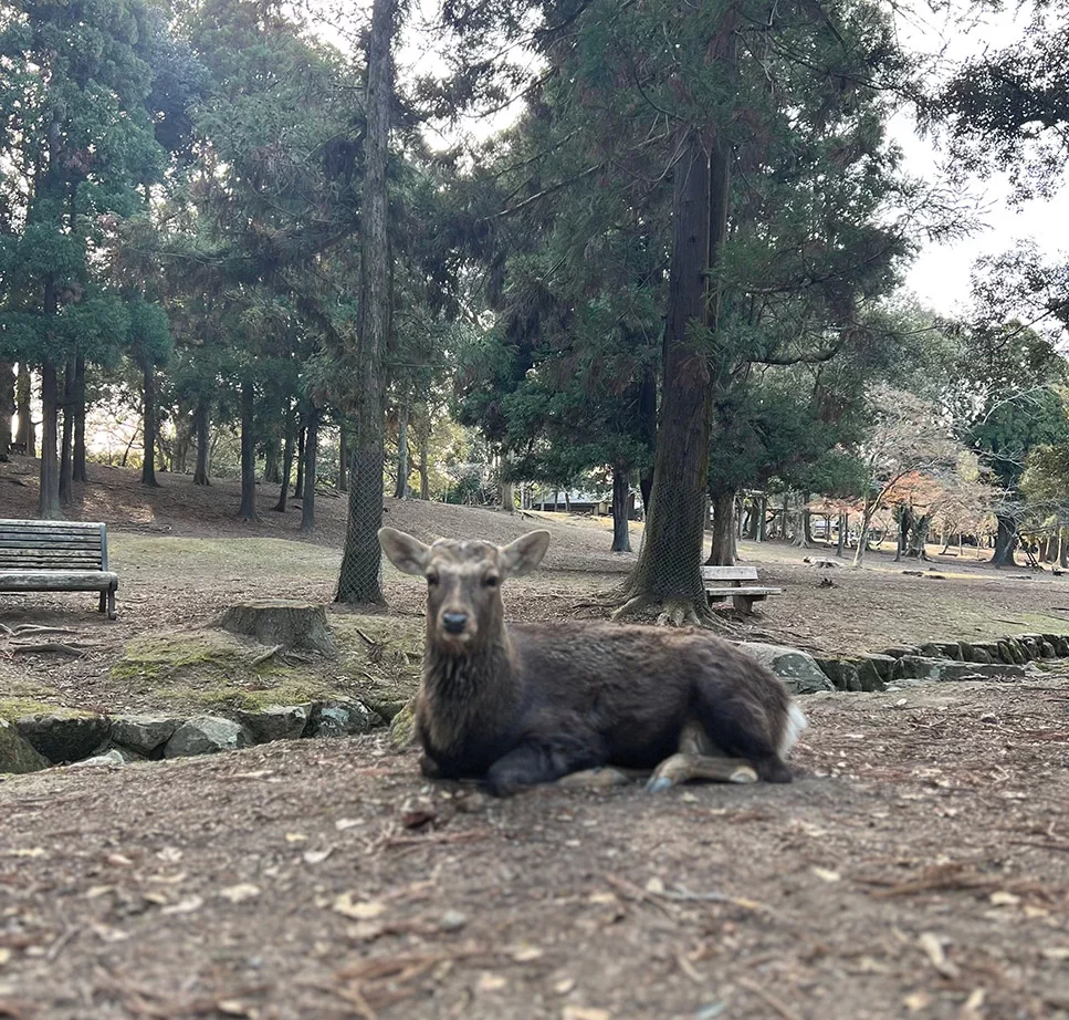Japan trip - Nara Deer Park